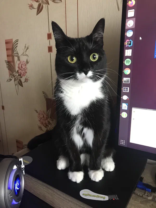 Cat picture of the day