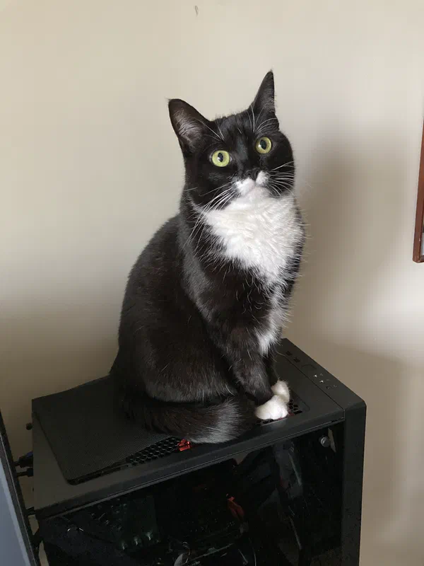 Cat picture of the day
