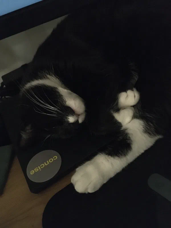 Cat picture of the day