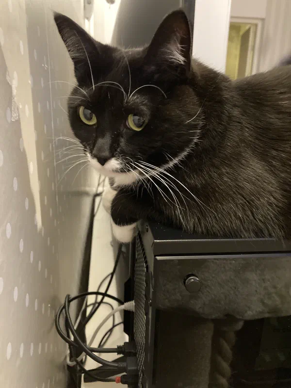 Cat picture of the day