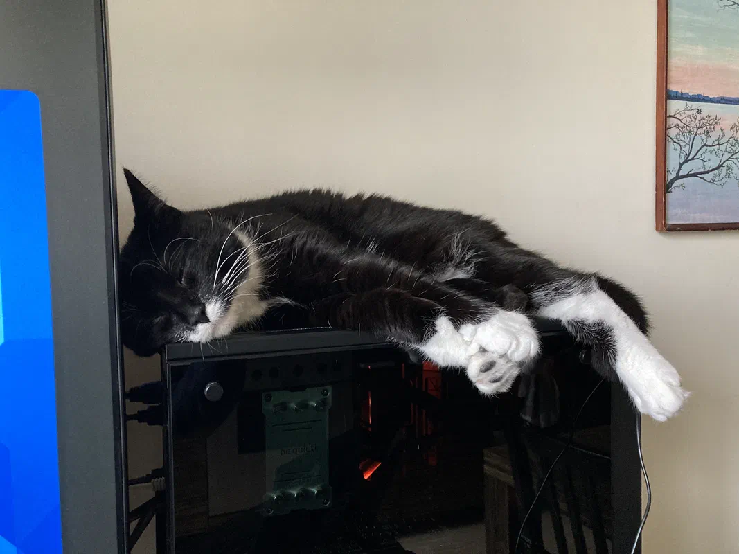 Cat picture of the day