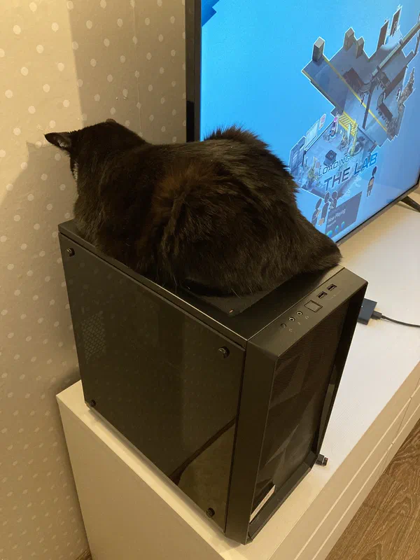 Cat picture of the day