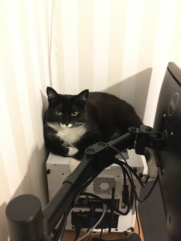Cat picture of the day