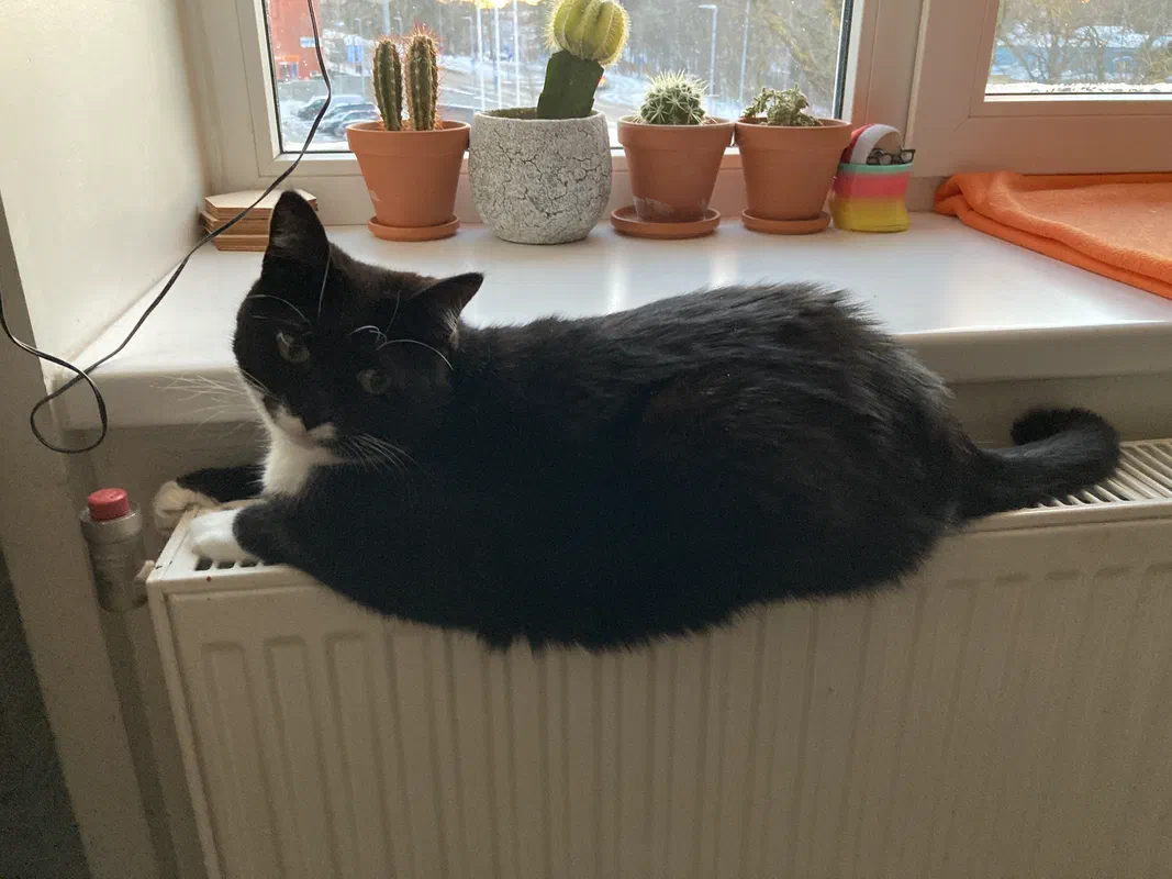 Cat picture of the day