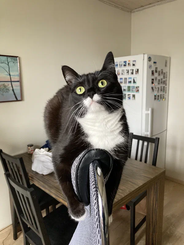 Cat picture of the day