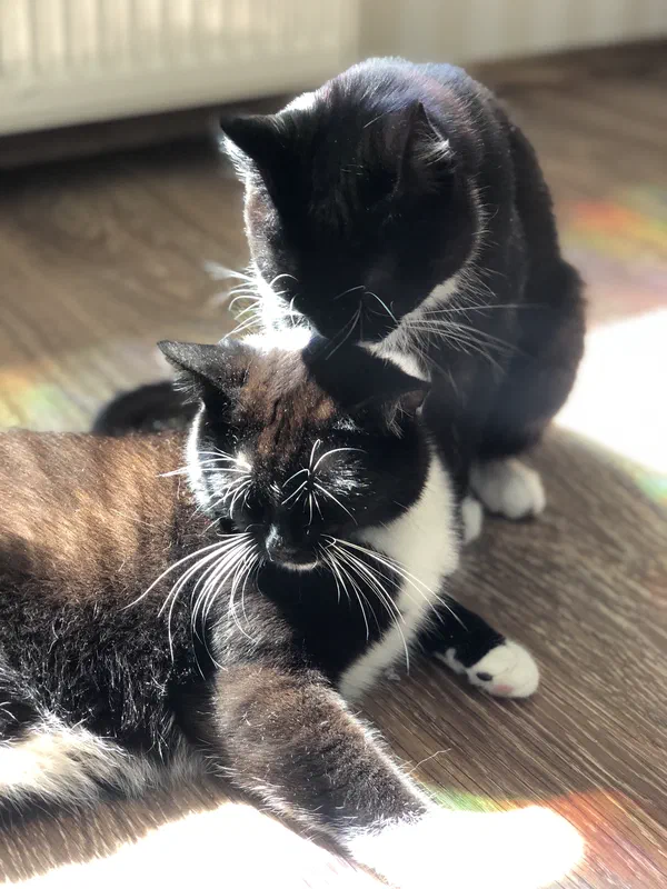 Cat picture of the day