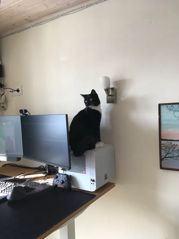 Cat picture of the day