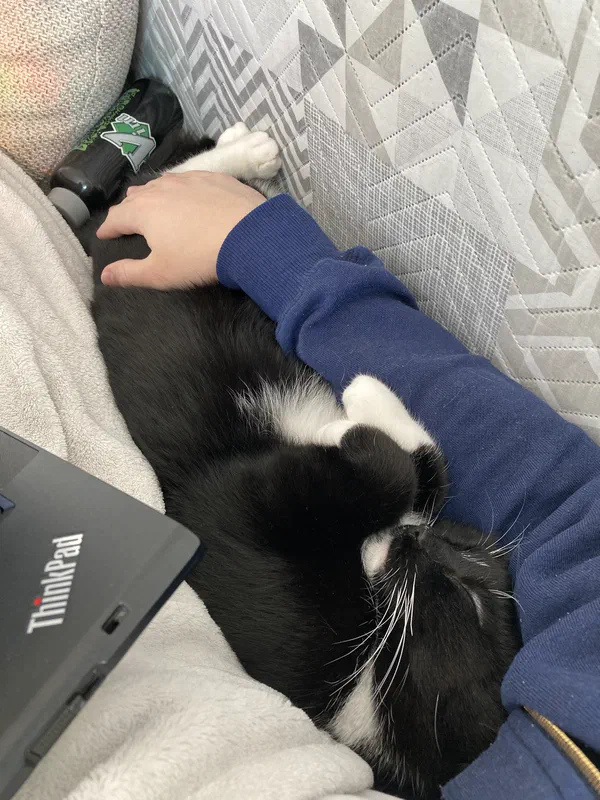 Cat picture of the day