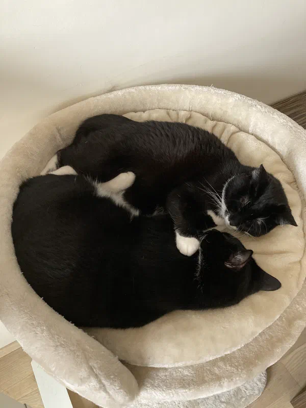 Cat picture of the day