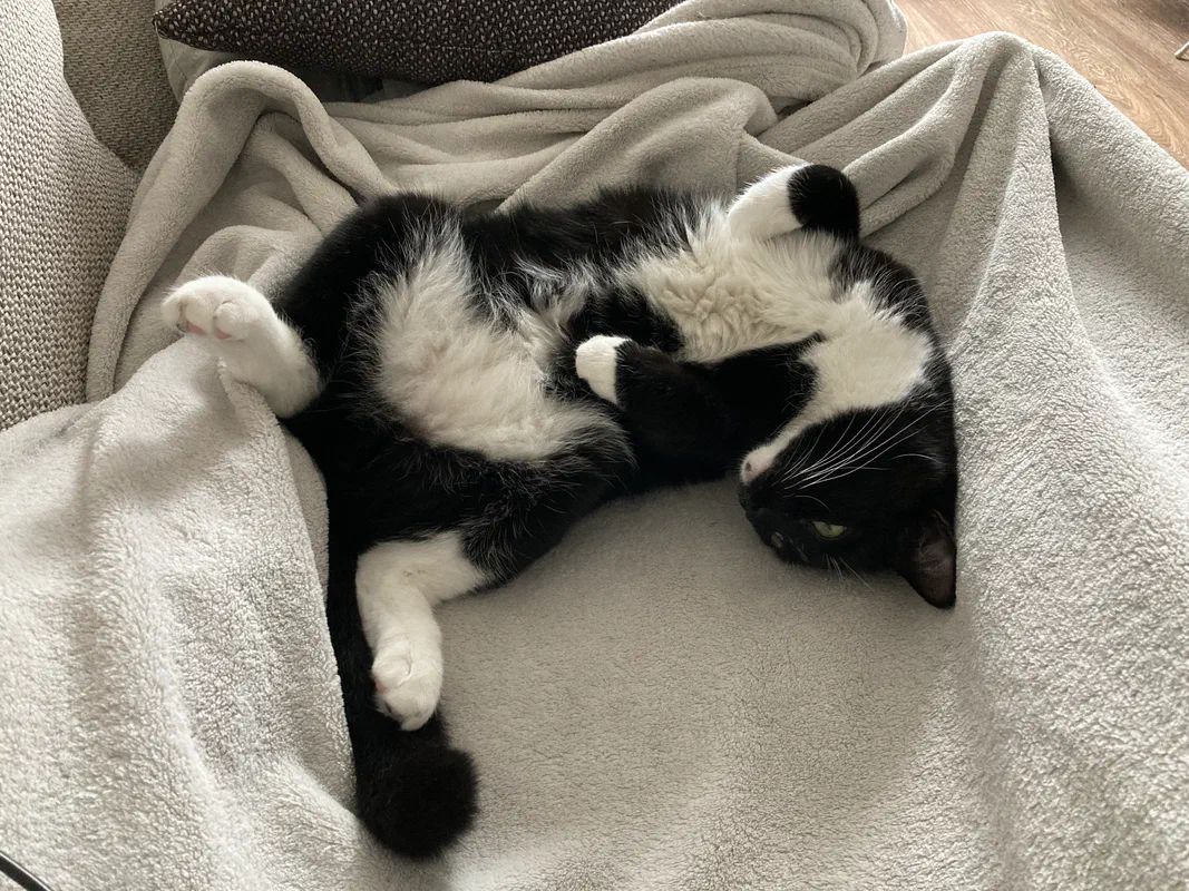 Cat picture of the day