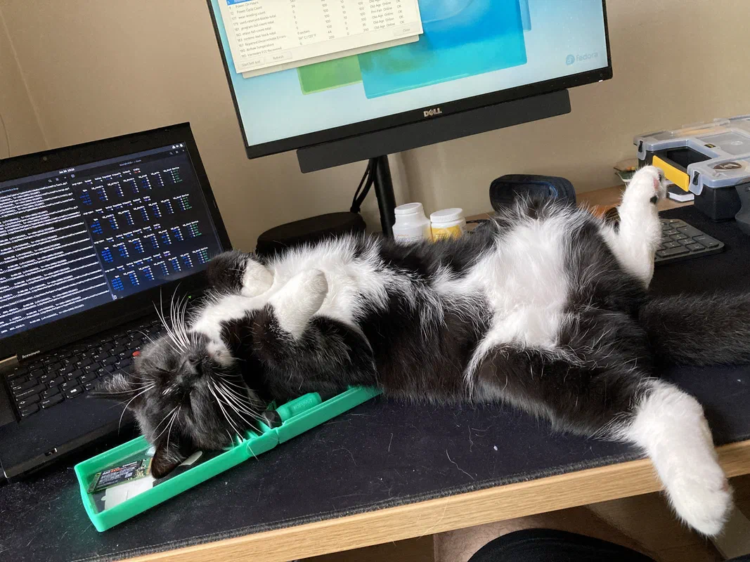Cat picture of the day