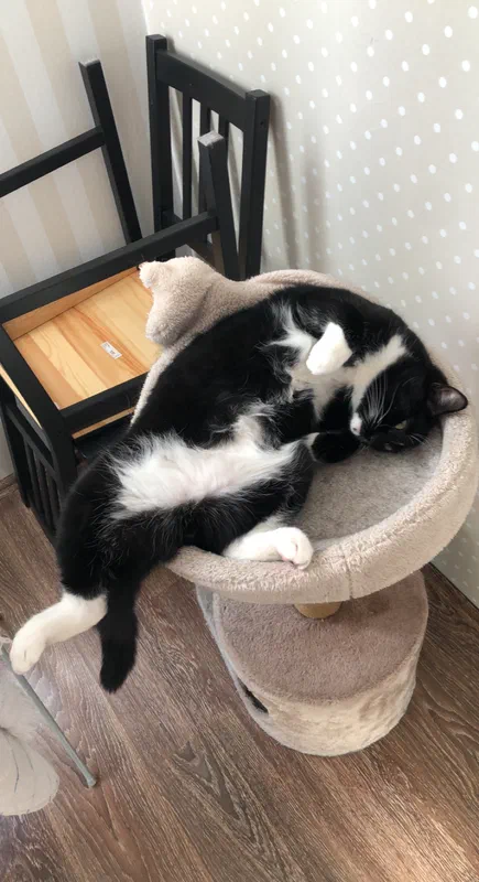 Cat picture of the day