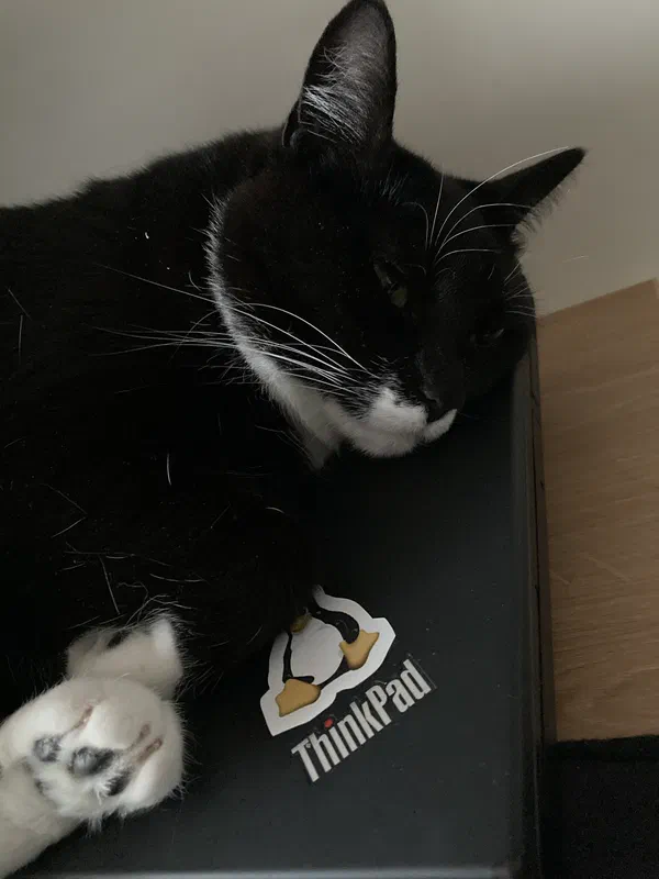 Cat picture of the day