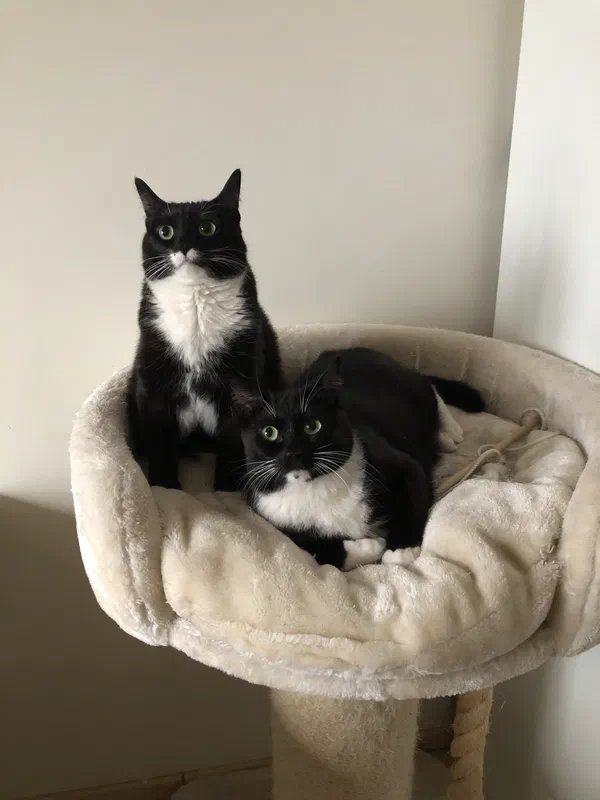 Cat picture of the day