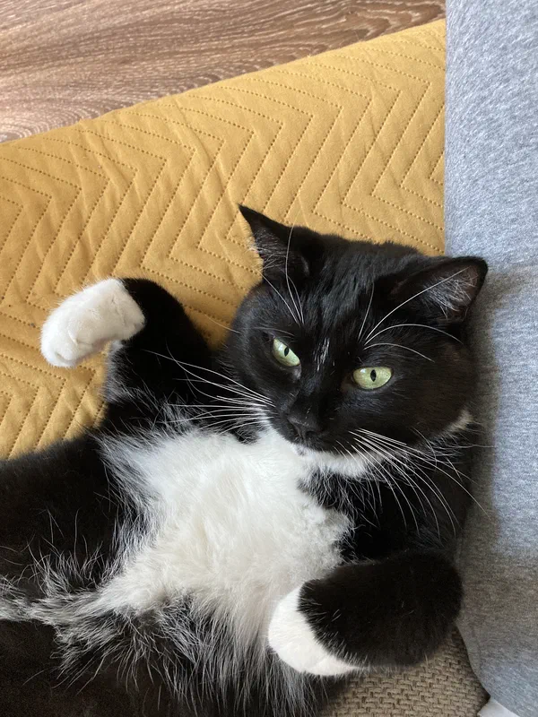 Cat picture of the day