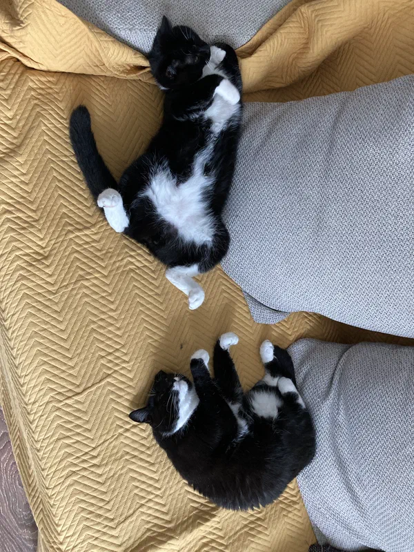 Cat picture of the day