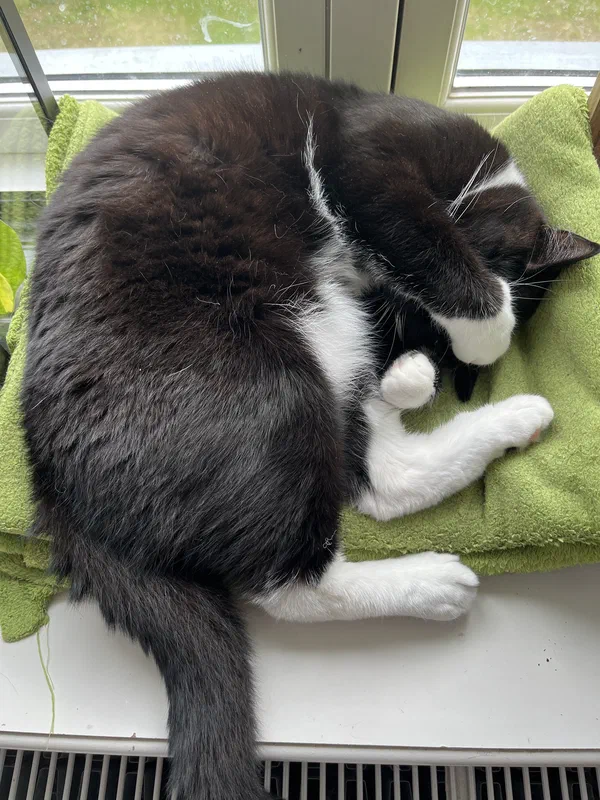 Cat picture of the day
