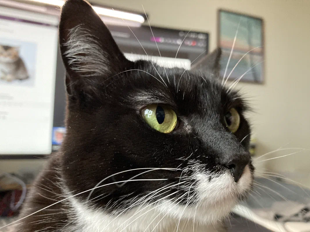 Cat picture of the day