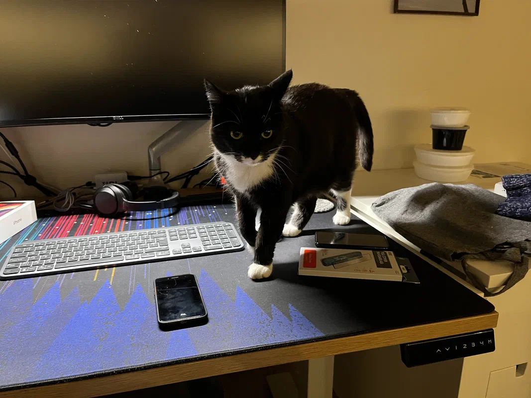 Cat picture of the day