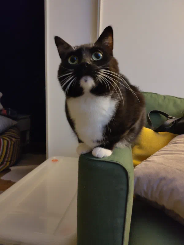 Cat picture of the day