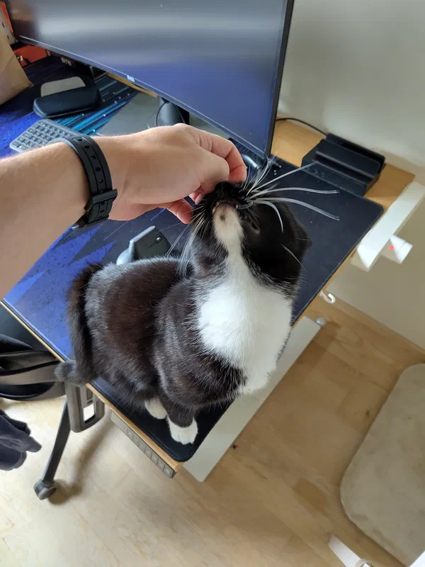 Cat picture of the day