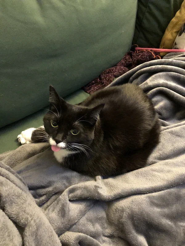 Cat picture of the day