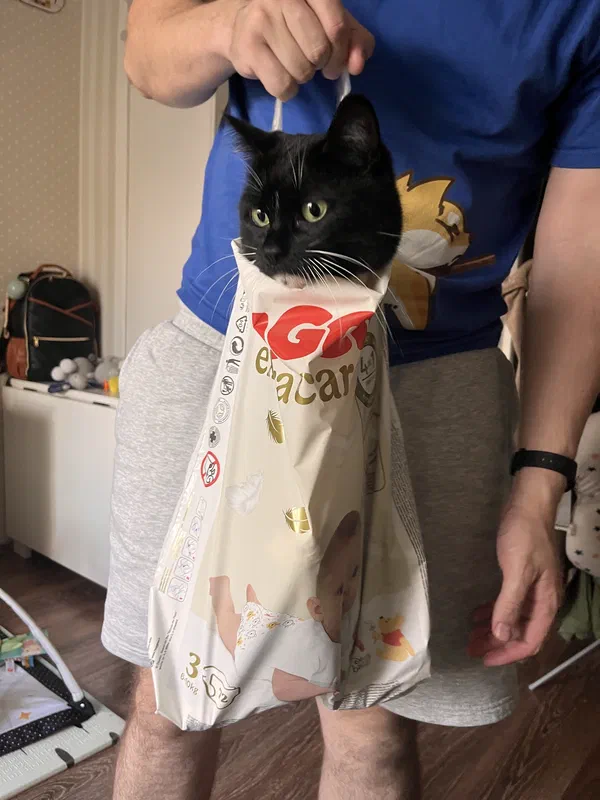 Cat picture of the day