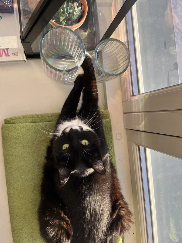 Cat picture of the day