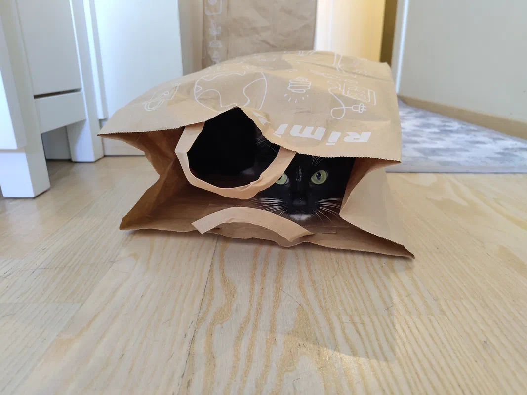 Cat picture of the day